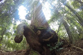 (Ảnh: Hùng Võ/Vietnam+)