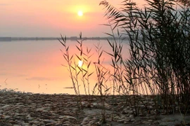 Cá chết tại Hy Lạp. (Nguồn: Toronto Star)