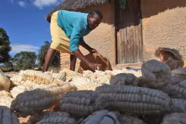 Khoảng một nửa dân số ở Zimbabwe đang đối mặt với nạn đói. (Nguồn: Pulse)