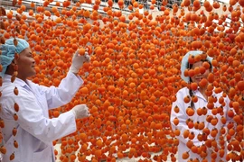 Quả hồng được treo bằng dây, cách nhau khoảng 20 - 25cm để làn gió tự nhiên sấy khô dần. (Ảnh: Đặng Tuấn/TTXVN)