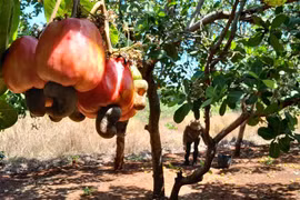Người dân thu hoạch điều đầu vụ tại xã Đức Hạnh, Bù Gia Mập (Bình Phước). (Ảnh: K GỬIH/TTXVN)