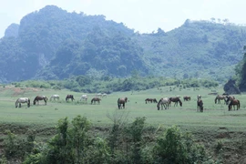 Đàn ngựa trên thảo nguyên Đồng Lâm xứ Lạng. (Ảnh: Anh Tuấn/TTXVN)