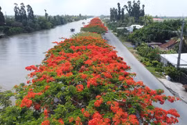 Những ngày cuối tháng Năm, hàng phượng vỹ với hàng trăm cây, dài khoảng 4km chạy dọc theo tuyến Quốc lộ 80 đoạn qua địa bàn xã Bình Thành, huyện Lấp Vò (tỉnh Đồng Tháp) đang rực rỡ một màu đỏ đẹp đến nao lòng. (Ảnh: Nhựt An/TTXVN)