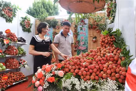 Khách tham quan chụp ảnh tại các gian hàng trưng bày vải thiều. (Ảnh: Danh Lam/TTXVN)