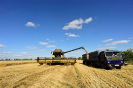 Nông dân thu hoạch lúa mỳ gần Melitopol, vùng Zaporizhzhia (Ukraine). (Ảnh: AFP/TTXVN)