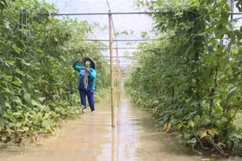 Ảnh minh họa. (Ảnh: Lê Thúy Hằng/TTXVN)