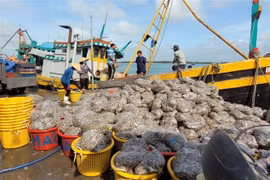 Một tàu giã cào bốc dỡ thủy sản tại cảng cá xã Phước Tỉnh, huyện Long Điền (Bà Rịa-Vũng Tàu). (Ảnh: Hoàng Nhị/TTXVN)