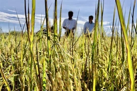 Dự án do Na Uy tài trợ Việt Nam nhằm phát triển những giống lúa năng suất cao, thích ứng tốt với biến đổi khí hậu. (Ảnh minh họa: TTXVN phát)