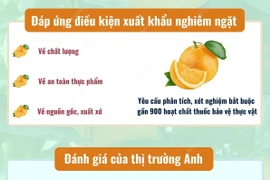 [Infographics] Cam Cao Phong được đánh giá cao tại thị trường Anh