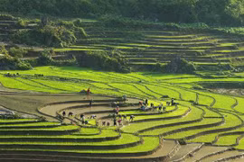 Ruộng bậc thang Sa Pa mùa nước đổ. (Ảnh: Quốc Khánh/TTXVN)