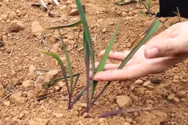 Những cây ngô được trồng ở xã Mã Ba, huyện Hà Quảng (Cao Bằng) không thể phát triển vì hạn hán, thời điểm cuối tháng Tư vừa qua. (Ảnh: Quốc Đạt/TTXVN)
