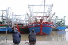 Hàng trăm tàu cá tại Hải Phòng hiện nằm bờ do không có đủ chức danh thuyền viên theo quy định. (Ảnh: Hoàng Ngọc/TTXVN)