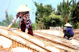 Những chiếc bánh tráng mỏng manh, đơn giản trải nhiều công đoạn khó, nhưng khó nhất là phải phụ thuộc vào thời tiết để có được những sản phẩm ngon nức tiếng gần xa. (Ảnh: Thu Hiền/TTXVN)