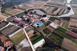 Diện tích chuyển đổi từ trồng lúa sang mô hình trồng hoa cây cảnh đem lại kinh tế cao tại xã Mễ Sở, huyện Văn Giang (Hưng Yên). (Ảnh: Phạm Kiên/TTXVN)