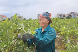 Nông dân xã Hà Long, huyện Hà Trung (Thanh Hoá) kiểm tra tốc độ sinh trưởng của ổi lê. (Ảnh: Nguyễn Nam/TTXVN)