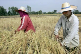 Nông dân thu hoạch lúa trên cánh đồng ở tỉnh Roi Et (Thái Lan). (Ảnh: AFP/TTXVN)