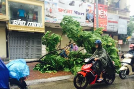 Cây đổ trên đường phố Hà Nội sáng 28/7. (Ảnh: Vũ Hà/Vietnam+)