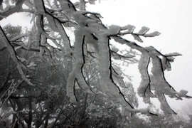 Những cành cây trên đỉnh Phja Oắc bị băng tuyết bám đầy. (Ảnh: Quốc Đạt/TTXVN)