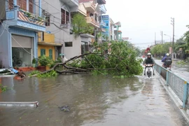 Cây đổ, đường ngập sau bão số 1 ở tỉnh Thái Bình giáp với tỉnh Hưng Yên. (Ảnh: Xuân Tiến/TTXVN)