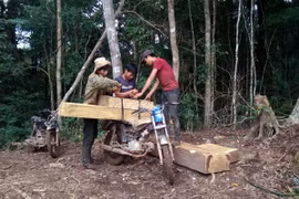 Lâm tặc công khai bốc xếp, vận chuyển gỗ lậu trên địa bàn xã Đăk Nhoong (Ảnh chụp ngày 20/6/2016). (Ảnh: Cao Nguyên/TTXVN)