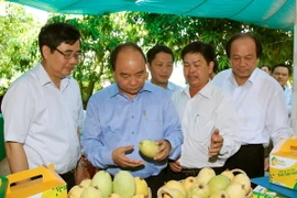 Thủ tướng Nguyễn Xuân Phúc thăm Hợp tác xã xoài Mỹ Xương, huyện Cao Lãnh, Đồng Tháp. (Ảnh: Thống Nhất/TTXVN)