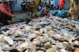 Để giảm thiệt hại, người dân chọn phương án thu hoạch những bè cá còn sống đem ra đường bán với giá rẻ. (Ảnh: Sỹ Tuyên/TTXVN)