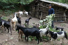 Một nông dân người dân tộc Tày, ở Trùng Khánh (Cao Bằng) từ vay vốn ưu đãi đã đầu tư nuôi dê cho thu nhập tốt. (Ảnh: Trần Việt/TTXVN)
