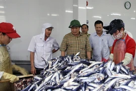 Lãnh đạo tỉnh Quảng Trị kiểm tra tại một điểm thu mua, chế biến cá. (Ảnh: Thanh Thủy/TTXVN)