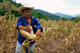 Hiện tượng thời tiết El Nino đã gây ảnh hưởng nặng tới nông nghiệp các nước vùng Caribe. (Nguồn: prensalibre.com)