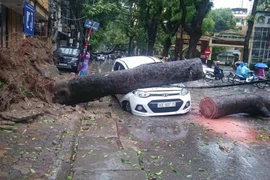 Cây đổ đè lên một chiếc xe ôtô trên đường Trần Thánh Tông, sáng 28/7. (Nguồn: PV/Vietnam+)