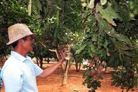 Ông Nguyễn Đức Ba bên vườn mắcca của gia đình. (Ảnh: Hoàng Hải/Vietnam+)