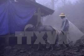 Người dân thôn Can Hồ B, xã Bản Khoang, huyện Sa Pa căng bạt che chắn chuồng trại, chủ động phòng, chống rét cho gia súc. (Ảnh: Thế Duyệt/TTXVN)