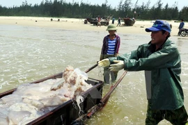 Ngư dân xã Kỳ Ninh, thị xã Kỳ Anh đánh bắt sứa trở về. (Ảnh: Công Tường/TTXVN)