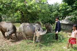 Ảnh minh họa. (Nguồn: TTXVN)