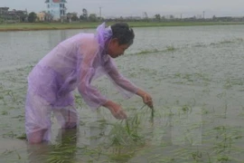 Lúa bị ngập úng từ cơn bão số 1. (Nguồn: TTXVN)