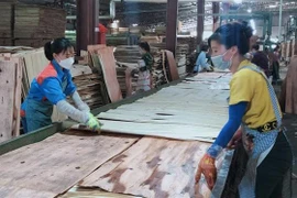 Đẩy mạnh sản xuất ván ép xuất khẩu tại Nhà máy lâm nghiệp xuất nhập khẩu công nghiệp Hà Giang. (Ảnh: Minh Tâm/TTXVN)