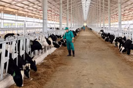 Đàn bò sữa được chăm sóc đặc biệt, sớm làm quen với điều kiện sống mới tại trang trại Vinamilk Lao-Jagro.