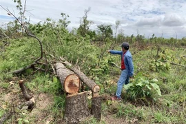 Hiện trường vụ phá rừng tại tiểu khu 205 xã Ya Tờ Mốt, huyện Ea Súp. (Ảnh: TTXVN phát)