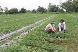 Nông dân chăm sóc ruộng dưa sắp thu hoạch. (Ảnh: Thanh Hòa/TTXVN)