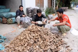 Một điểm thu mua, tiêu thụ gừng trên địa bàn xã Tà Cạ, huyện Kỳ Sơn. (Nguồn: baonghean.vn)