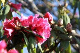 [Photo] Ngắm rừng đỗ quyên nở rực rỡ trên đỉnh núi Pu Ta Leng 