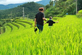 Du khách thích thú với tour du lịch ngắm lúa chín ở Mù Cang Chải. (Ảnh: Xuân Mai/Vietnam+)