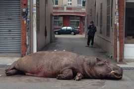 Người dân ngạc nhiên khi thấy hà mã dài 2m xuất hiện trên phố