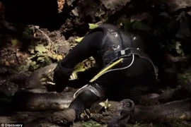 [Photo] Cận cảnh màn trình diễn để con trăn khổng lồ nuốt chửng