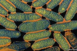 WHO cảnh báo dịch bệnh "Lê dương" bùng phát tại Bồ Đào Nha