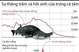 [Infographics] Sự thăng trầm và hồi sinh của trứng cá tầm