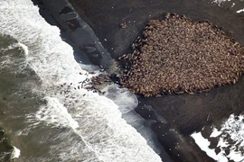 35.000 con hải mã "đổ bộ" lên bờ tạo nên cảnh tượng hùng vĩ