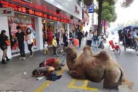 Chú lạc đà bị chặt cụt 4 chân để làm "công cụ" cho người ăn xin