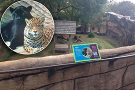 Cậu bé 3 tuổi nguy kịch khi bị 2 con báo ở vườn thú tấn công