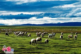 Phát hiện mới về sự sống đầu tiên trên cao nguyên Tây Tạng